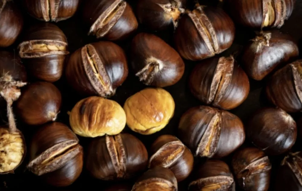 Kesten čuva srce i suzbija rast tumora&nbsp;