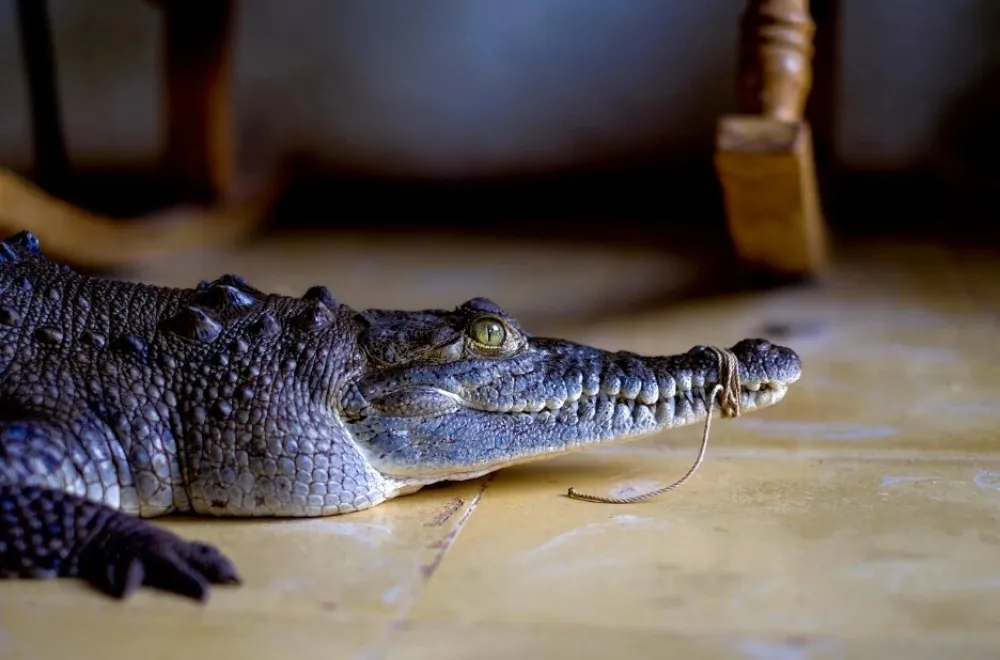 (VIDEO) Krokodil u&scaron;etao u hotel "&Scaron;eraton"