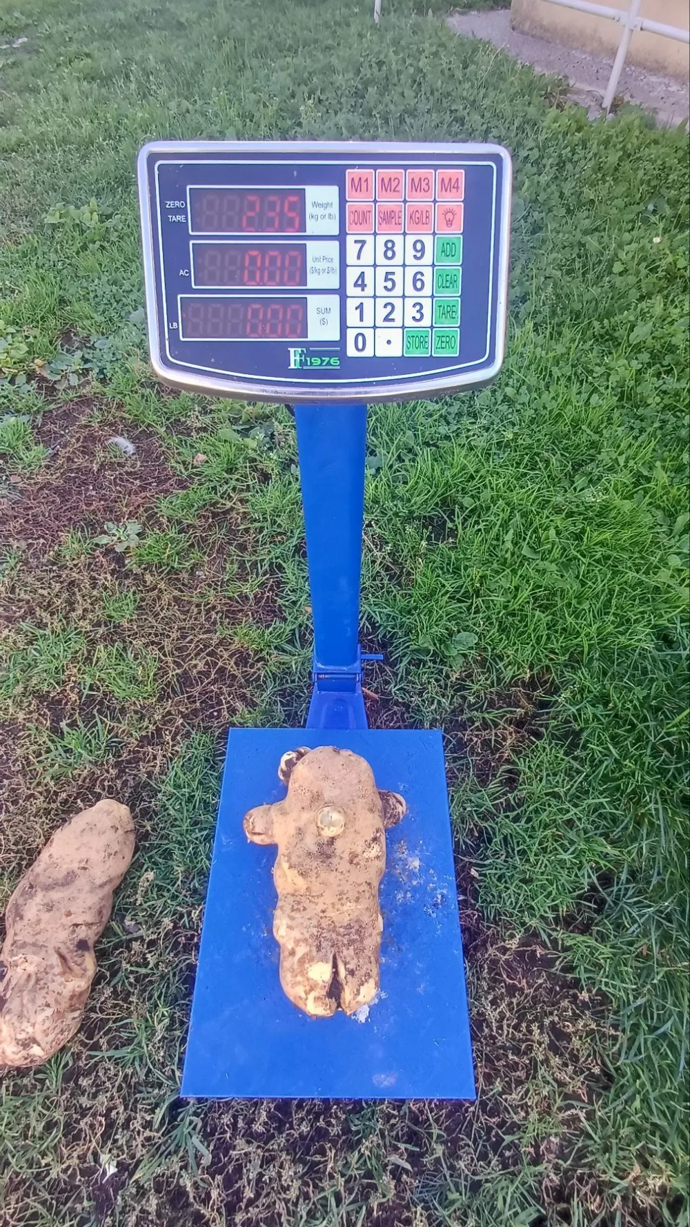 Rekord: U plužinskom selu&nbsp;iskopan krompir od gotovo dva i po kilograma