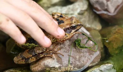 Opasan trend sa žabama