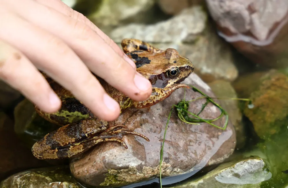 Opasan trend sa žabama