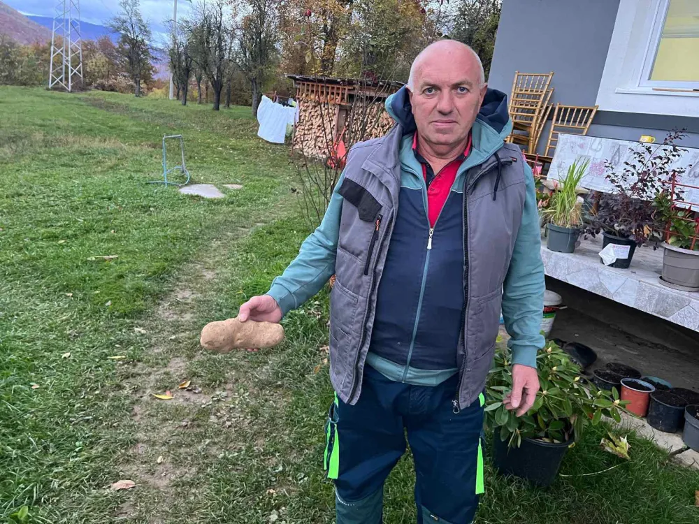 Džinovski plodovi na imanju Mine Komatine: Krompir težak četiri kilograma