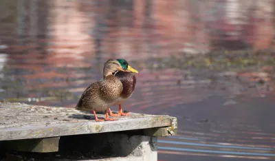 Foto: Marija &Scaron;o&scaron;kić Popović