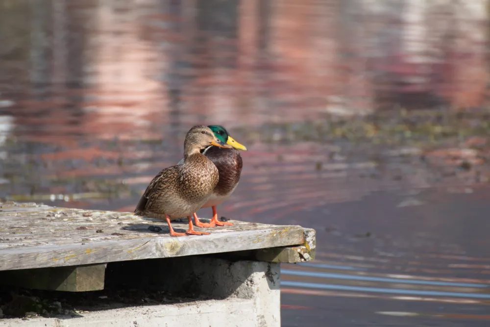 Foto: Marija &Scaron;o&scaron;kić Popović