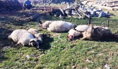 Čopor vukova desetkovao stado mladog stočara u Velimlju