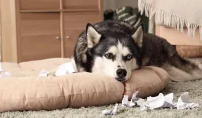 Deset rasa pasa koje je najteže dresirati