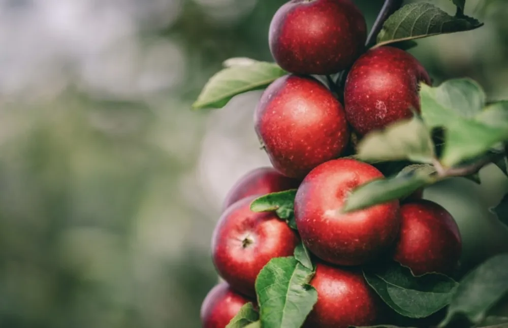 Svi jedemo jabuke pogre&scaron;no: Nutricionisti otkrivaju najbolji trenutak za nju kako biste podigli energiju