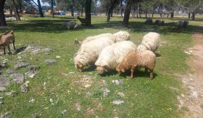 Borba za opstanak zetske žuje