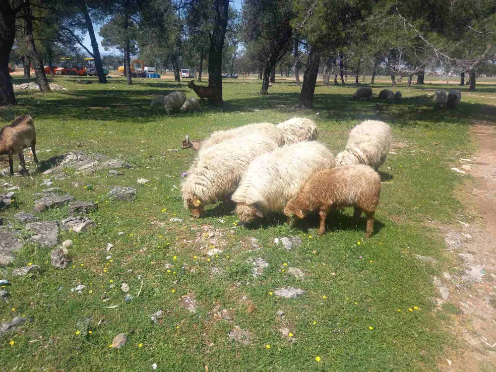 Borba za opstanak zetske žuje