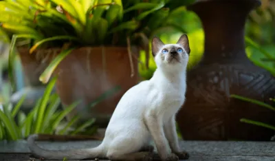 Neobičan razvod: Muž plaća alimentaciju za mačke