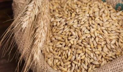 Ječam -&nbsp;moćna žitarica koja čuva srce i probavu