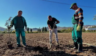 Sade sadnice na otvorenom polju Zelenila u Donjoj Gorici