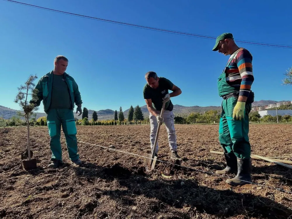 Sade sadnice na otvorenom polju Zelenila u Donjoj Gorici