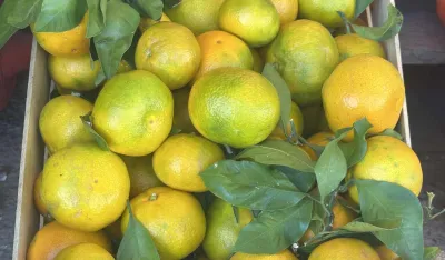 Kilogram mandarina od 0,80 do 1,50 eura