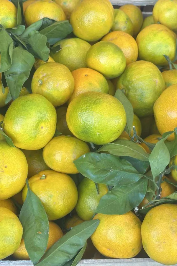 Kilogram mandarina od 0,80 do 1,50 eura