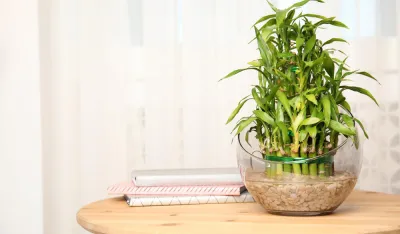 Transformacija doma: Biljke koje privlače sreću i dobru energiju