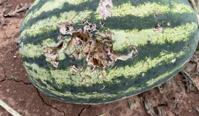 Poljoprivrednici u Tuzima tri godine čekaju od&scaron;tetu, Op&scaron;tina nijema