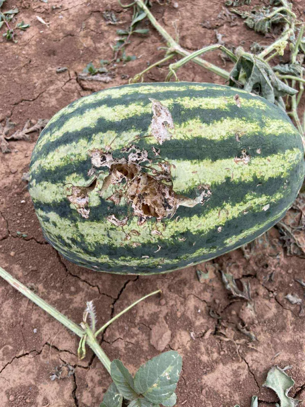 Poljoprivrednici u Tuzima tri godine čekaju od&scaron;tetu, Op&scaron;tina nijema