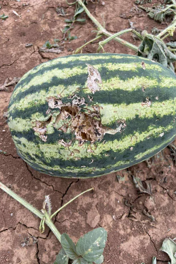 Poljoprivrednici u Tuzima tri godine čekaju od&scaron;tetu, Op&scaron;tina nijema