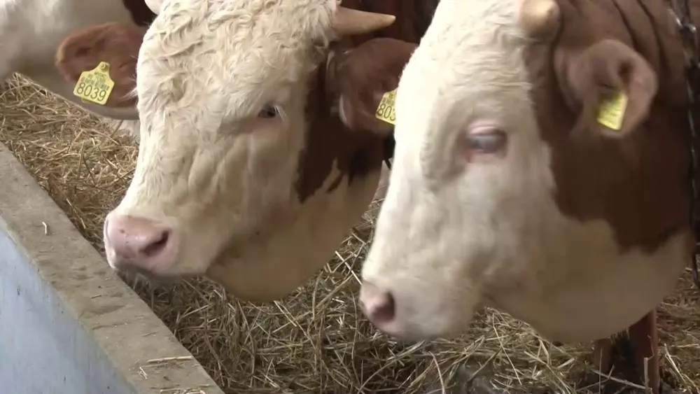 Vi&scaron;e od 3.000 krava zarobljeno u teretnom brodu kod obale Turske