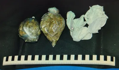 Uhap&scaron;en PLjevljak