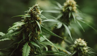 Amerika zakonom zabranjuje gotovo sve proizvode od konoplje