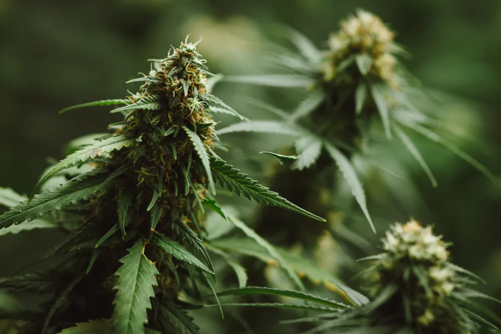 Amerika zakonom zabranjuje gotovo sve proizvode od konoplje