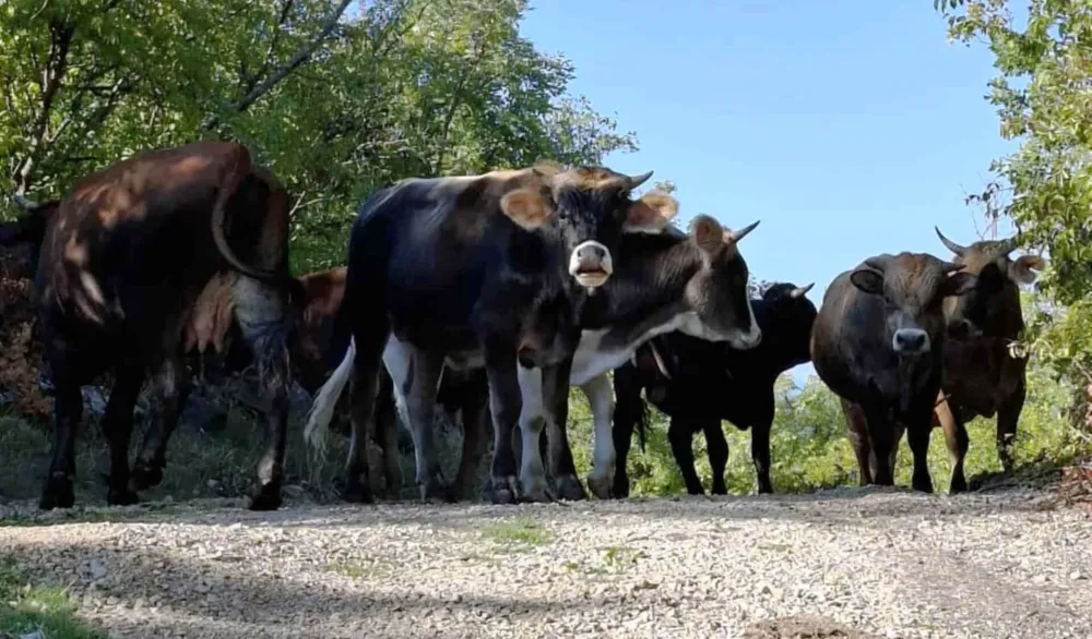 Lutajuća stoka mjesecima terori&scaron;e selo Gornja Trepča
