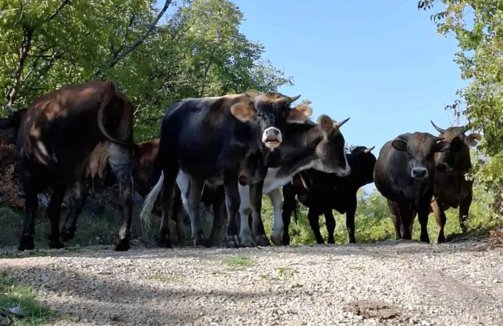 Lutajuća stoka mjesecima terori&scaron;e selo Gornja Trepča