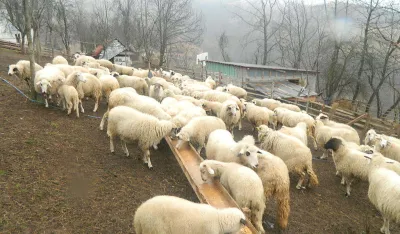 Vasojevići bez otkupa mlijeka već dvije decenije