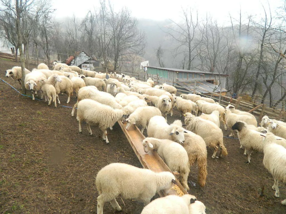 Vasojevići bez otkupa mlijeka već dvije decenije