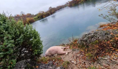 Niko ne uklanja uginulu svinju kod Gornjepoljskog vira: Nadležni osam dana bez reakcije
