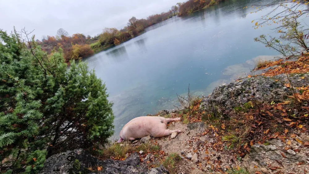 Niko ne uklanja uginulu svinju kod Gornjepoljskog vira: Nadležni osam dana bez reakcije