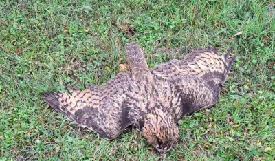 Sova izazvala havariju na elektro mreži u Baru