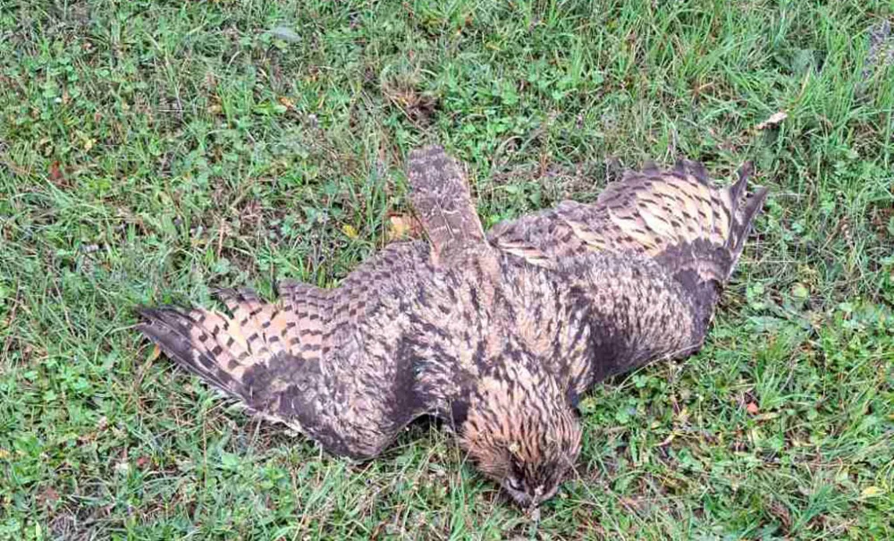 Sova izazvala havariju na elektro mreži u Baru