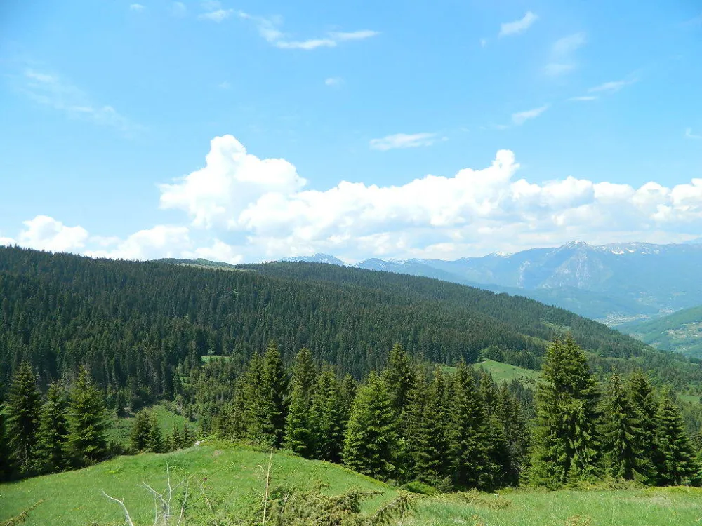 Bogati &scaron;umom,a godi&scaron;nji prihod svega 400.000 eura