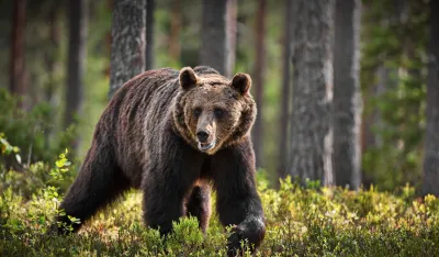 Medvjed napao grupu đaka u Kanadi