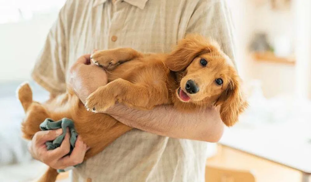 Ovo su razlozi za&scaron;to ne biste trebali grliti pse