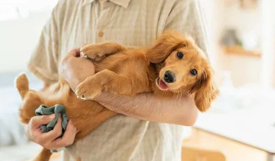 Ovo su razlozi za&scaron;to ne biste trebali grliti pse