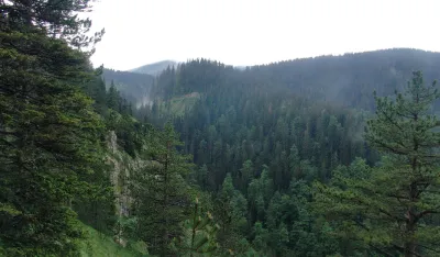 Čopori vukova sve če&scaron;će napadaju lovačke kerove na području pljevaljske op&scaron;tine