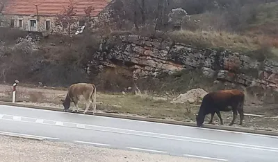 Lutajuća stoka terori&scaron;e selo Podbožur