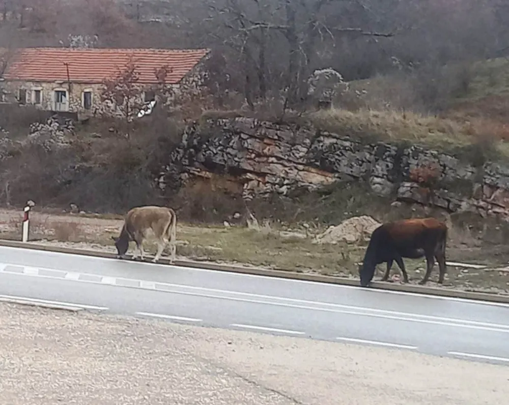 Lutajuća stoka terori&scaron;e selo Podbožur