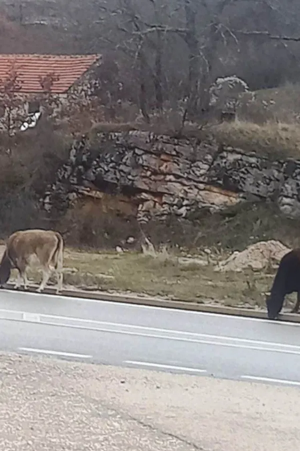 Lutajuća stoka terori&scaron;e selo Podbožur