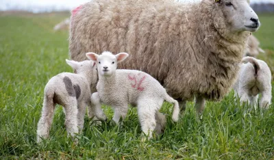 MP&Scaron;V: Povećana količina jagnjadi na trži&scaron;tu rezultat je uvoza većeg broja tokom ljeta po nižim cijenama