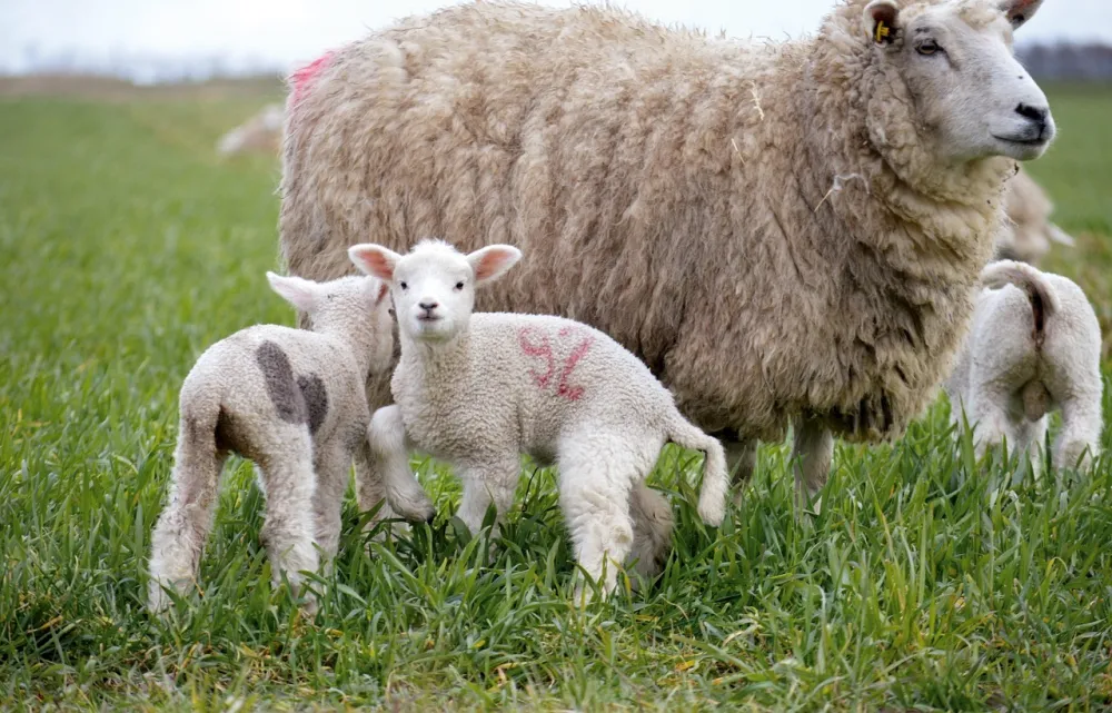MP&Scaron;V: Povećana količina jagnjadi na trži&scaron;tu rezultat je uvoza većeg broja tokom ljeta po nižim cijenama