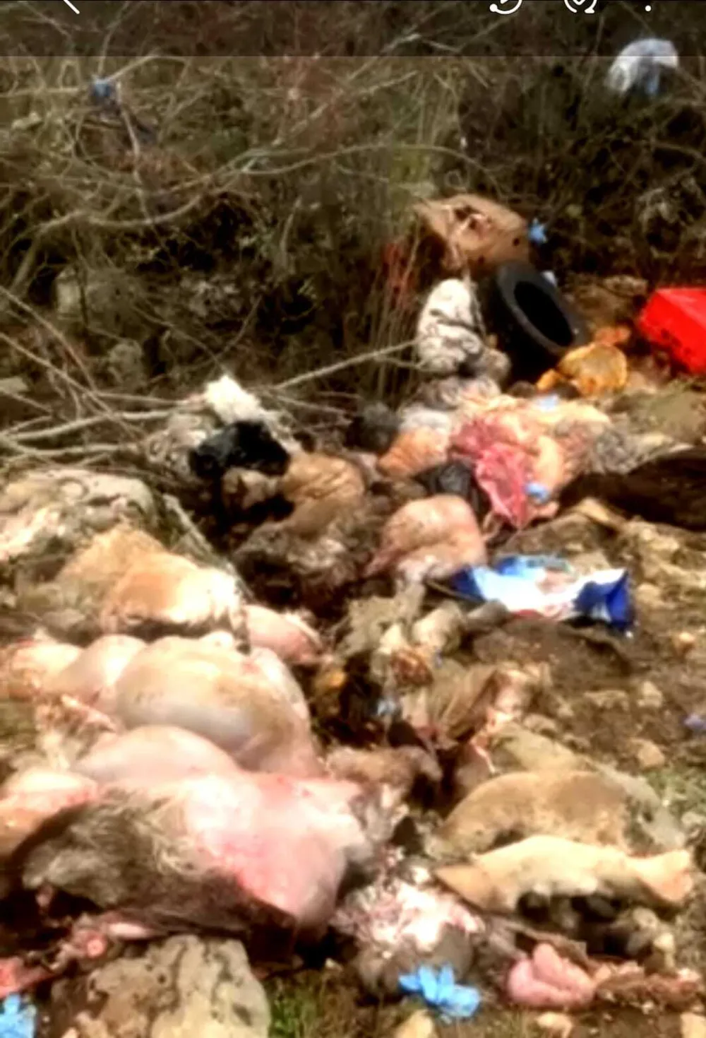 Eko raj Blace pretvoren u deponiju