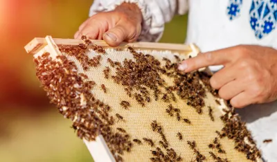 Op&scaron;tina Danilovgrad za podr&scaron;ku pčelarima opredijelila 22.729 eura