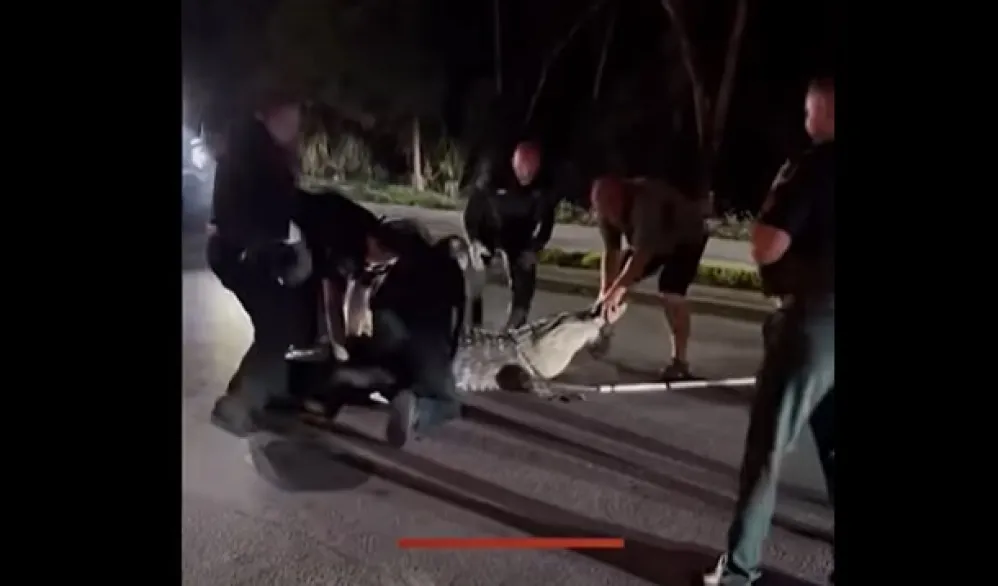 (VIDEO) Neman na putu: Aligator dug vi&scaron;e od četiri metra zaustavio saobraćaj