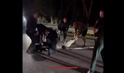 (VIDEO) Neman na putu: Aligator dug vi&scaron;e od četiri metra zaustavio saobraćaj