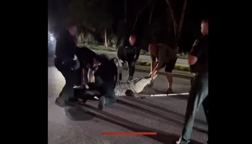 (VIDEO) Neman na putu: Aligator dug vi&scaron;e od četiri metra zaustavio saobraćaj